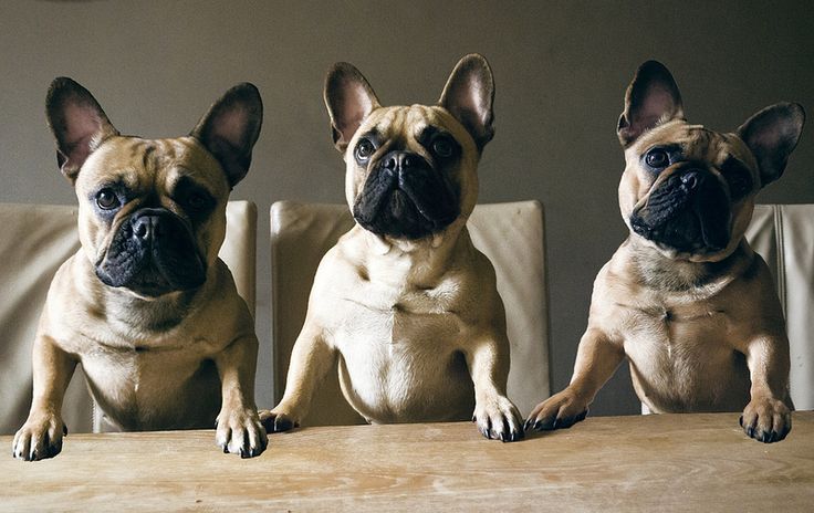 three French Bulldog sitting at the table