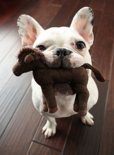 A French Bulldog sitting on the floor with a horse stuffed toy in its mouth