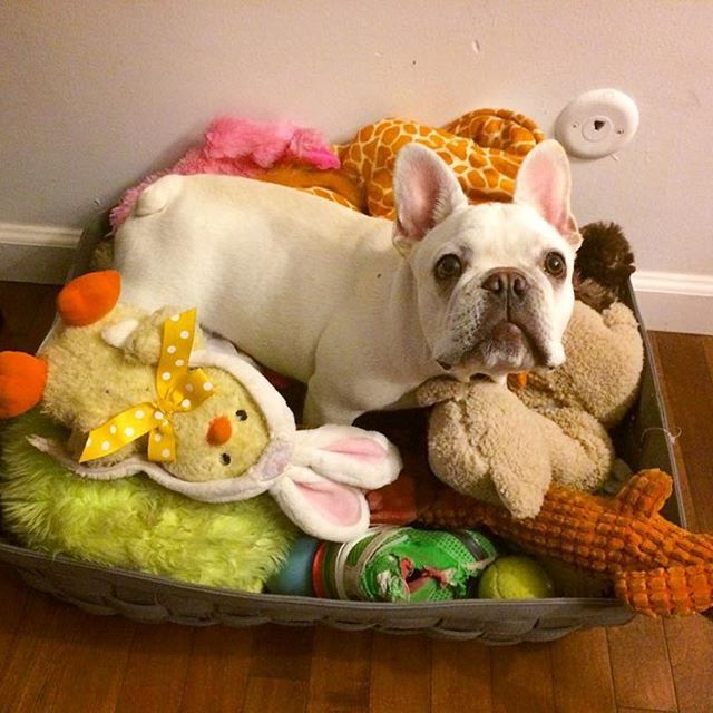 A French Bulldog standing on its bed with its stuffed toys