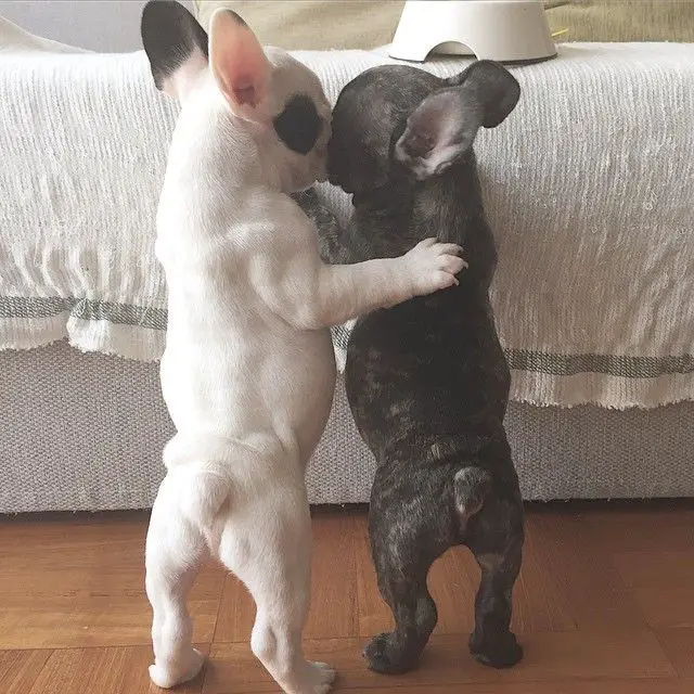 two French Bulldog puppies standing on its feet behind the bed
