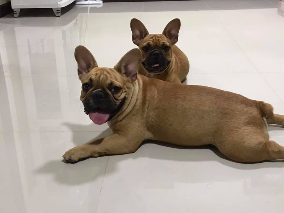 two French Bulldogs lying down on the floor panting