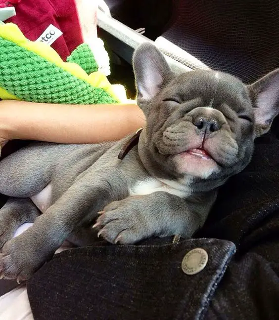French Bulldog puppy sleeping soundly beside a lady