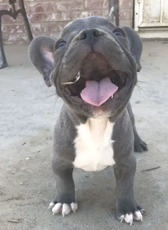 smiling French Bulldog puppy