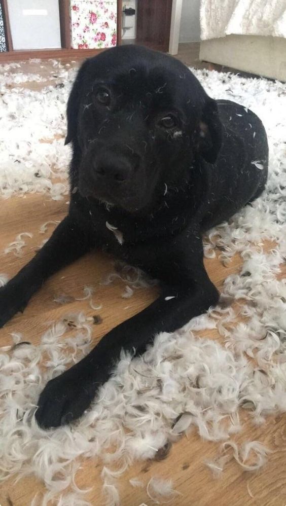 black Labrador lying on the floor with feather pillow fillers