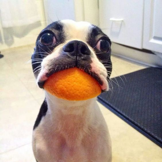 A Boston Terrier sitting on the floor with an orange peel on its mouth