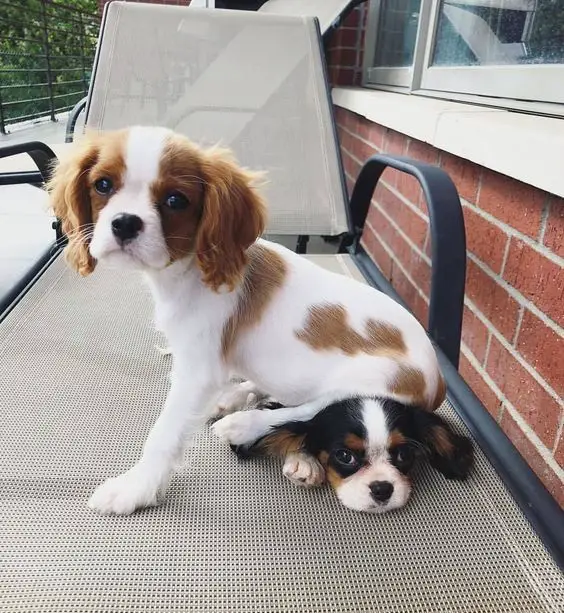Cavalier King Charles Spaniel puppy on top of the head of another Cavalier King Charles Spaniel puppy