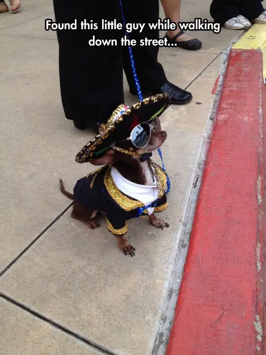 A Chihuahua sitting on the floor in its Mexican costume