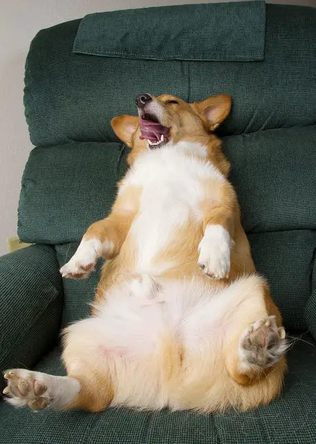 Corgi siting down sleeping with its legs and mouth open on the chair