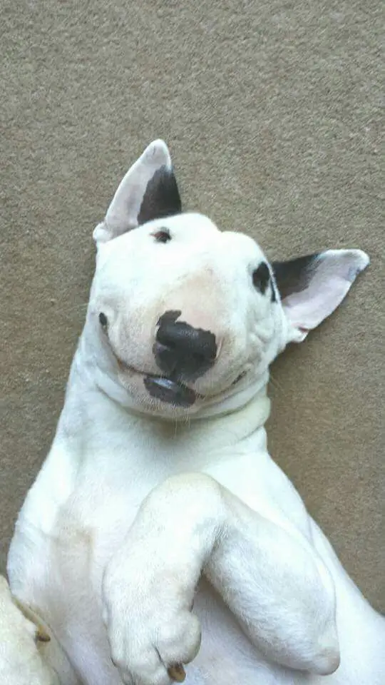 English Bull Terrier lying on the floor while smiling so sweetly