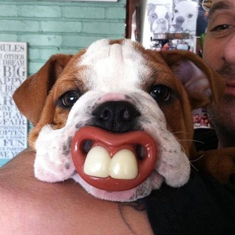 English Bulldog puppy with a funny pacifier