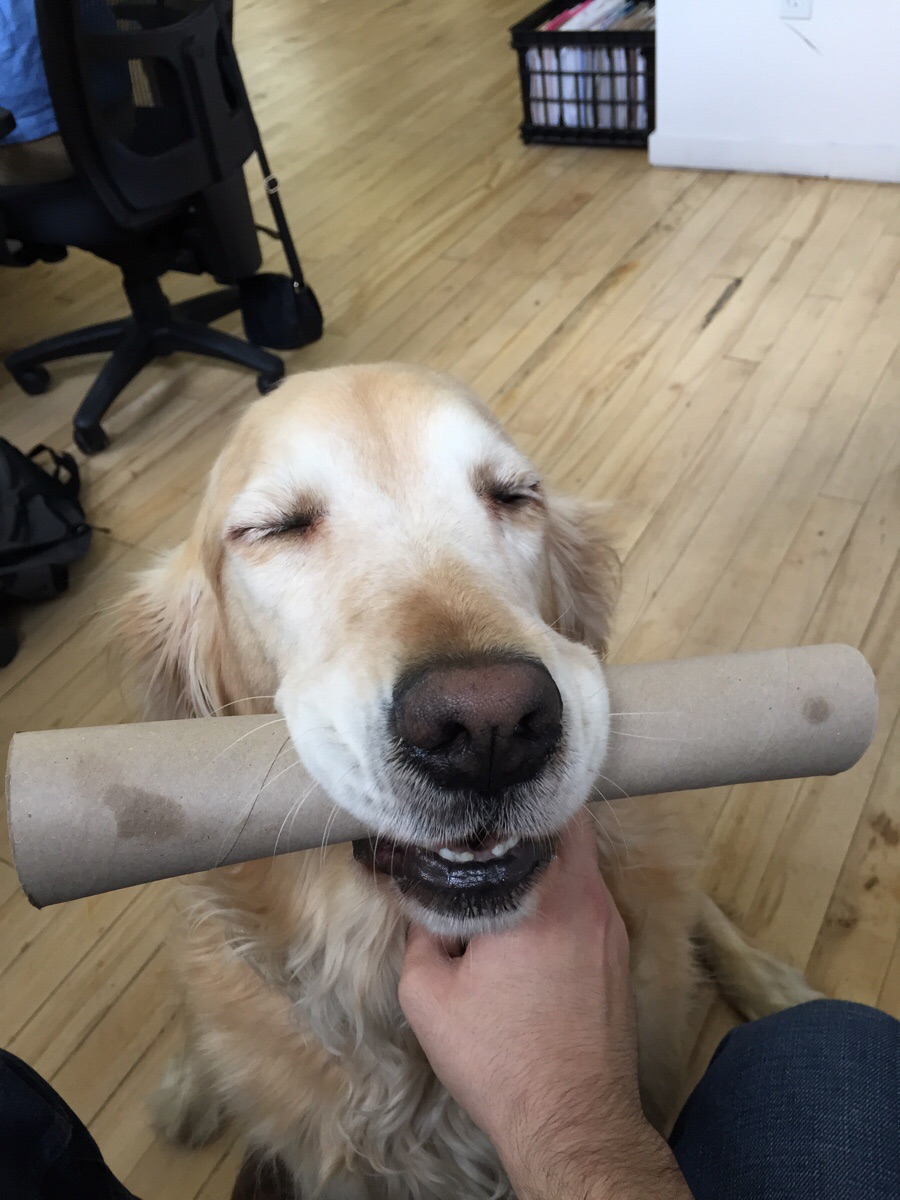 Golden Retriever with an empty roll of tissue paper in its mouth