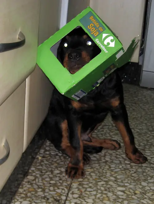 rottweiler wearing a box on its head while sitting in the kitchen floor