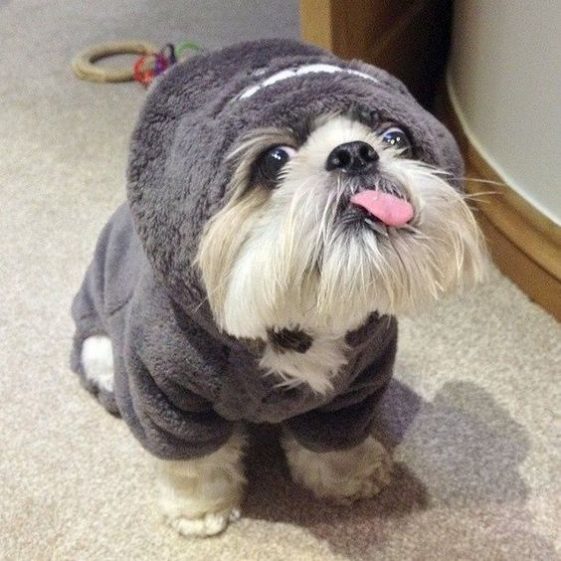 tongue sticking out shih tzu