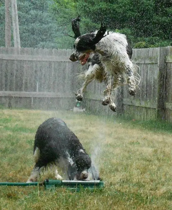 Springer Spaniel jumping in the garden afraid of water sprinkler