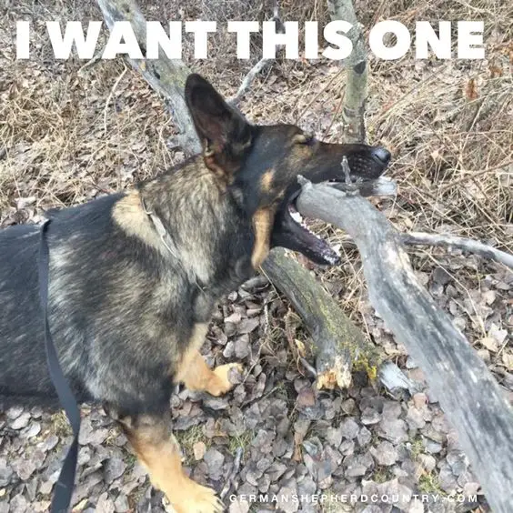 German Shepherd biting the branch of a tree photo with a text 