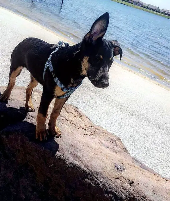 Doberman Shepherd puppy at the beach standing on top of a large rock