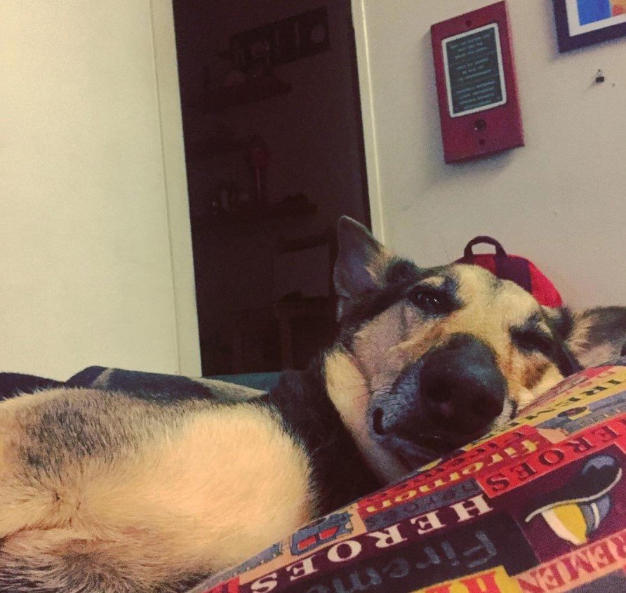 sleepy Doberman Shepherd on the bed