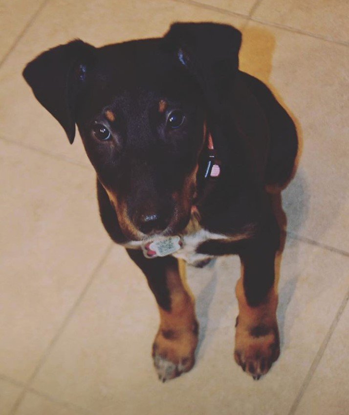 Doberman Shepherd puppy sitting on the floor