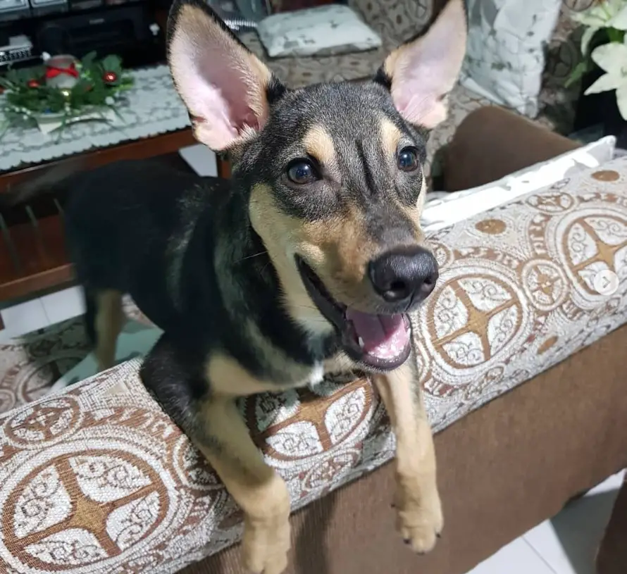 Doberman Shepherd standing on the couch with its excited expression