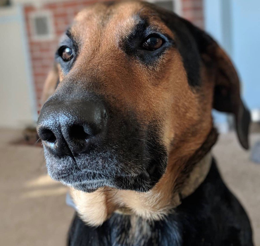 close up face of a Doberman Shepherd