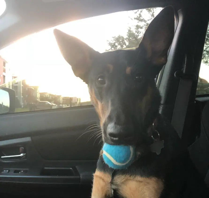 Doberman Shepherd sitting in the passenger seat with a ball in its mouth