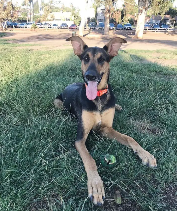 Doberman Shepherd lying down on the green grass at the park with its tongue sticking out