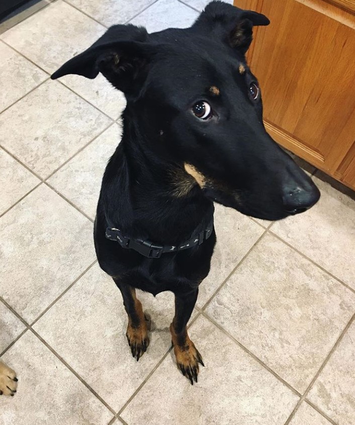 Doberman Shepherd on the floor looking sideways