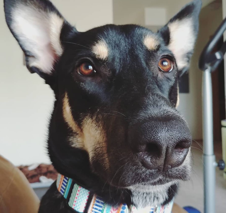 close up face of a Doberman Shepherd wearing a colorful collar