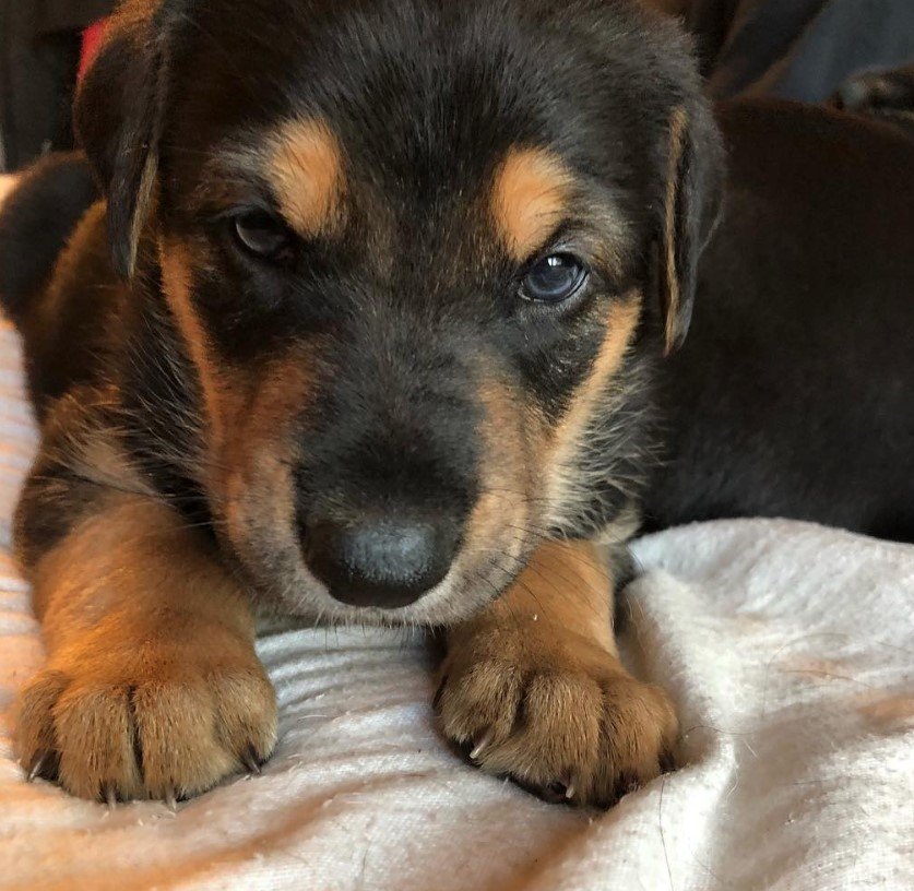 Doberman Shepherd puppy lying down on the bed