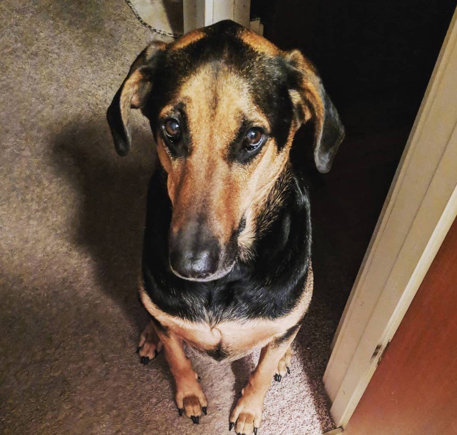 Doberman Shepherd sitting on the floor with its sad eyes