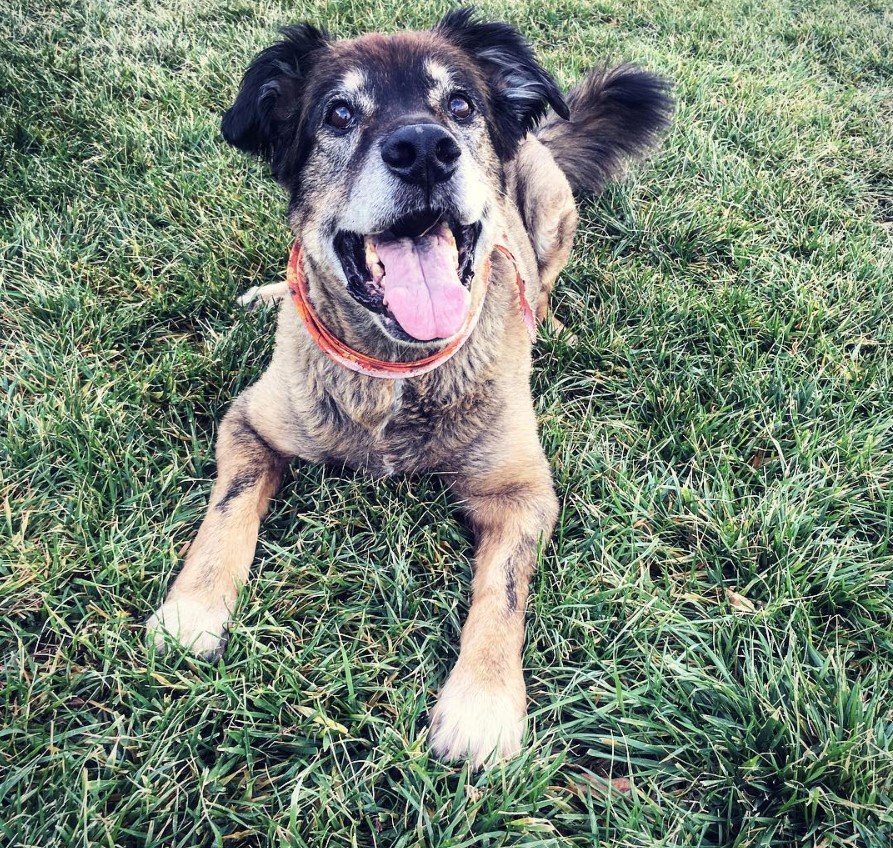 Doberman Shepherd puppy lying down on the green grass while looking up with an open mouth and happy expression