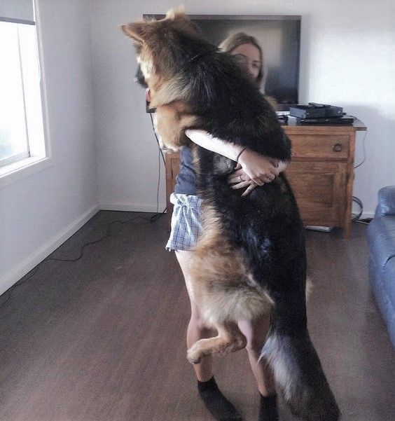 girl hugging German Shepherd dog while standing up