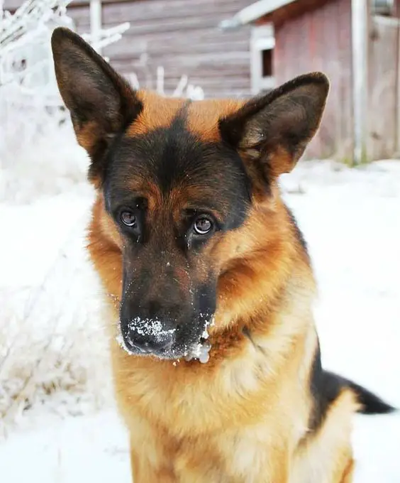 German Shepherd in the snow with its begging face