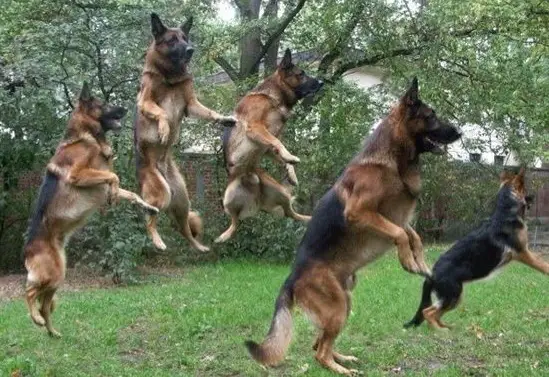 jumping German Shepherd dogs in the backyard
