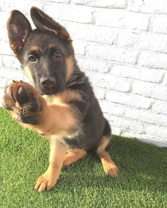 German Shepherd puppy sitting on the green grass giving a paw
