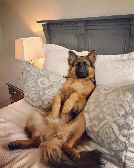 German Shepherd on the bed