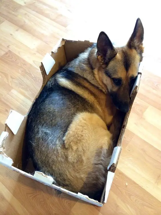 German Shepherd curled up resting on a cardboard box