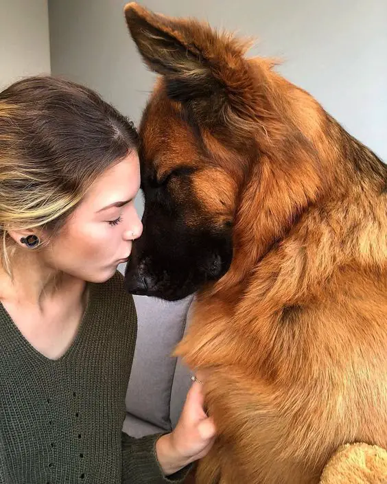 girl kissing the nose of the German Shepherd