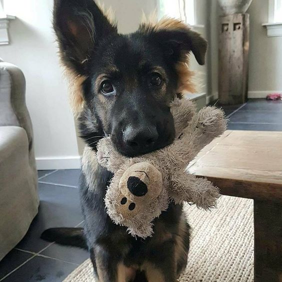 German Shepherd puppy sitting on the floor with a toy in its mouth