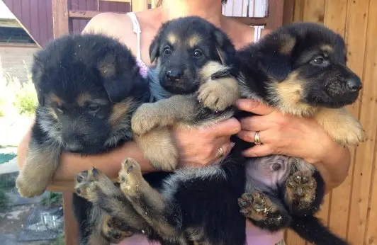 girl carrying three German Shepherd puppies