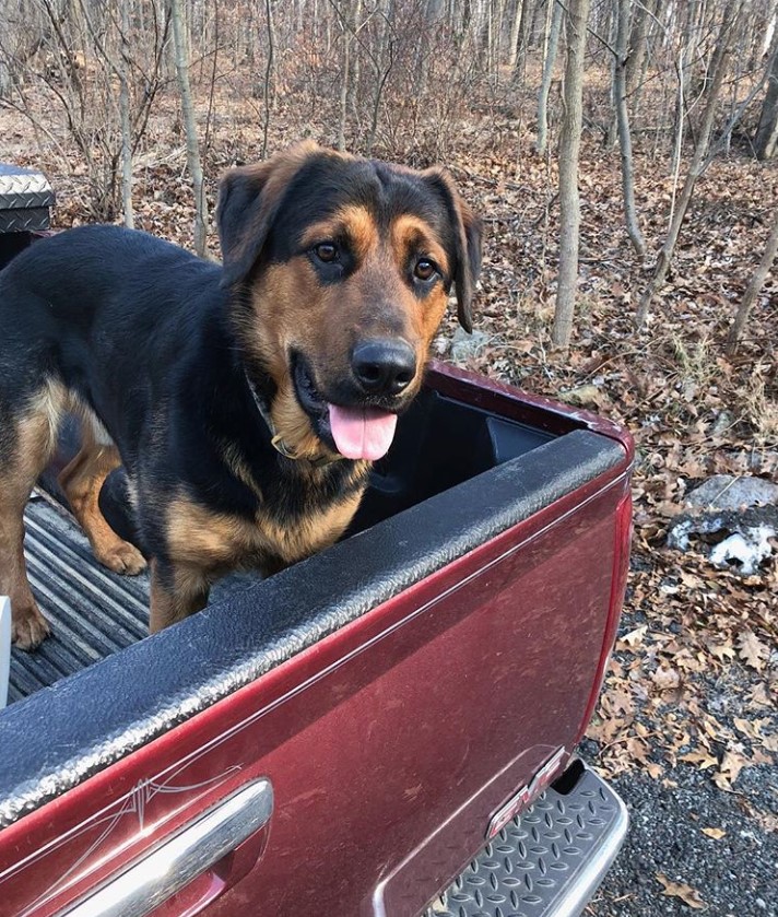 A Shepweiler standing in the car trunk parked in the forest