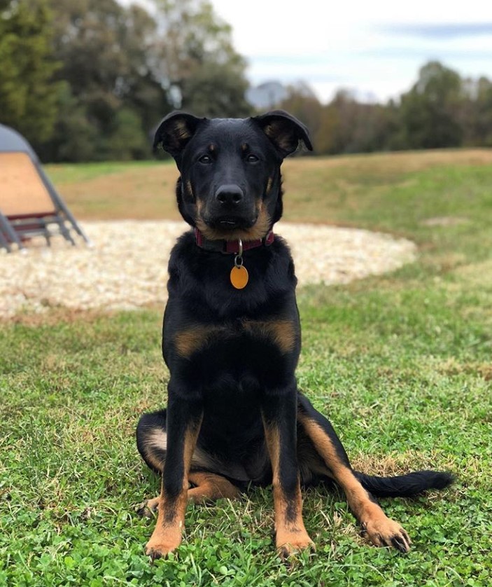 A Shepweiler sitting on the grass at the park