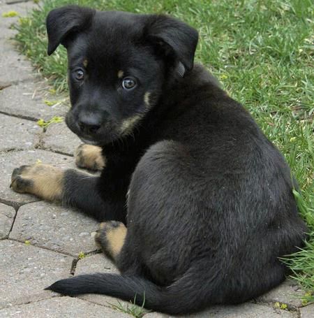 A Shepweiler puppy sitting on the pavement in the yard