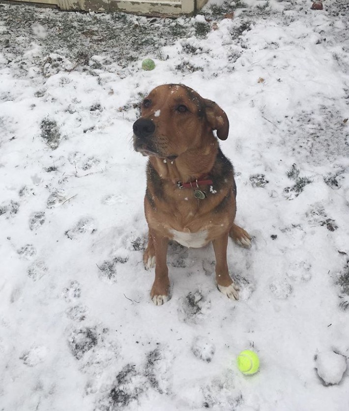 A Shepweiler sitting in snow with its tennis ball in front of him