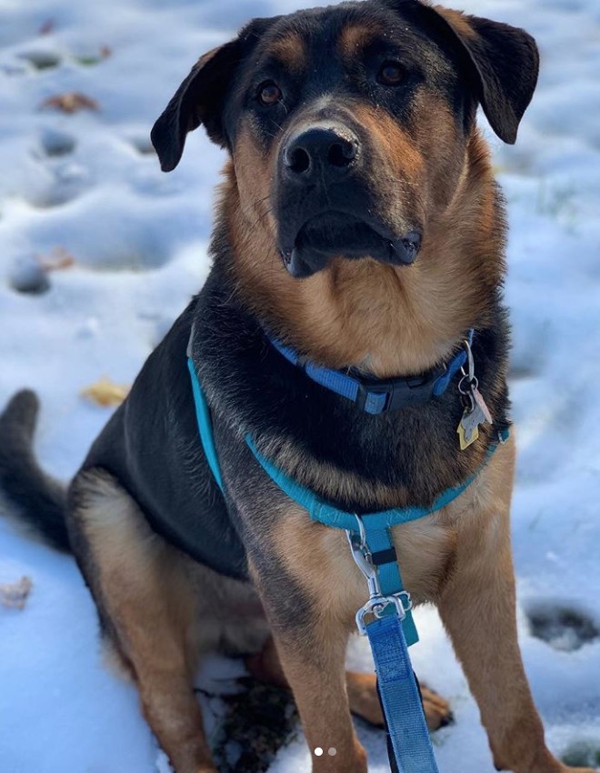 A Shepweiler sitting on snow while looking up with its sad face