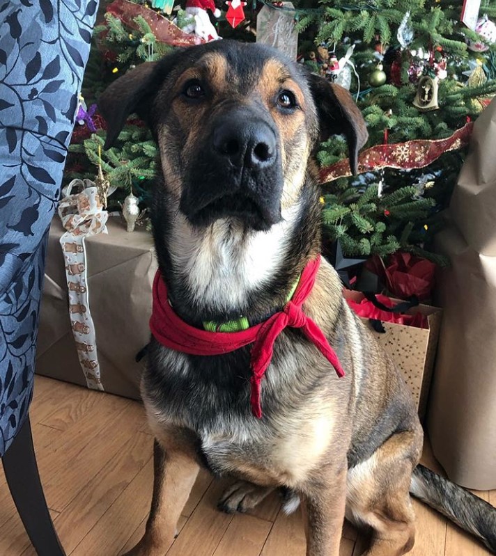 A Shepweiler wearing a red scarf while sitting on the floor with Christmas tree behind him