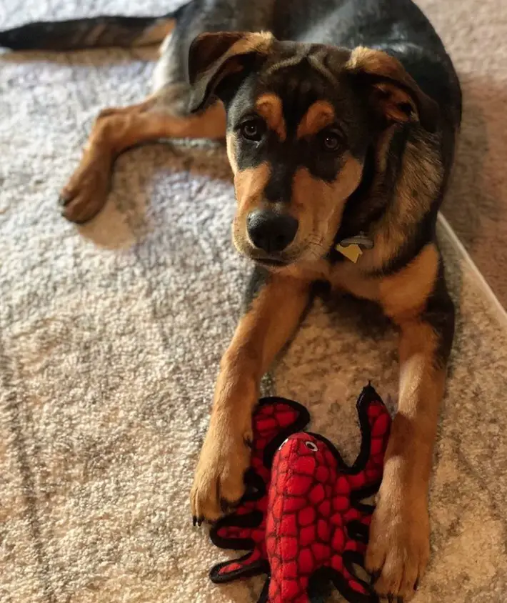 A Shepweiler lying on the floor with its lobster chew toy