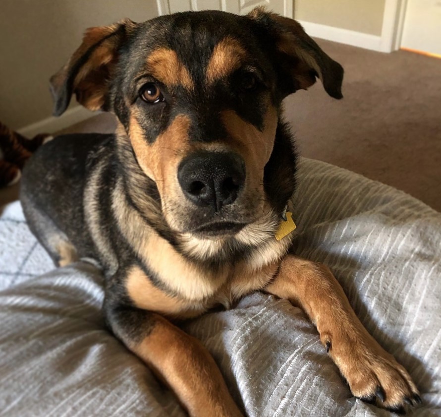 A Shepweiler lying on the bed while looking up with its tired face