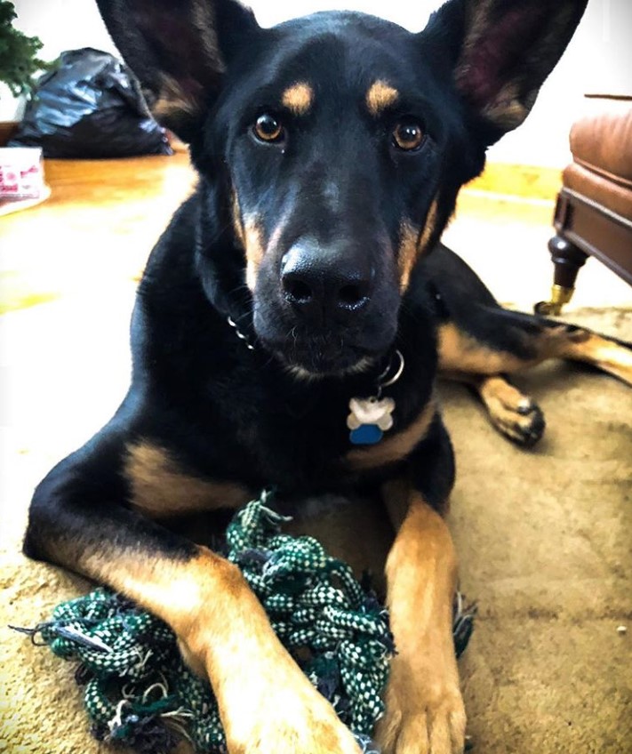 Shepweiler lying on the floor while looking up