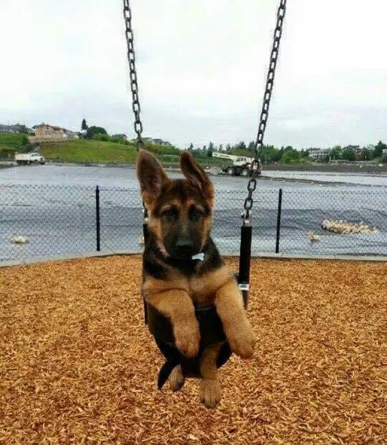 German Shepherd puppy in swing